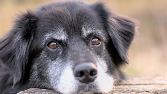 À Quel Âge Un Chien Est-Il Considéré Comme Senior ? Signes de Vieillissement Chez le Chien et Tableau de Correspondance