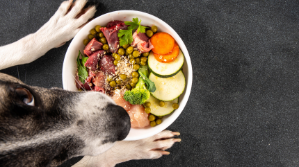 Les Bénéfices et Inconvénients du BARF et de la Ration Ménagère chez le Chien : Une Analyse Scientifique
