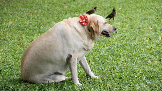 Comment évaluer l’état corporel de mon chien ? Est-il à son poids idéal ?