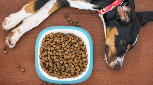 L'alimentation du chien stérilisé : ce qu'il faut savoir