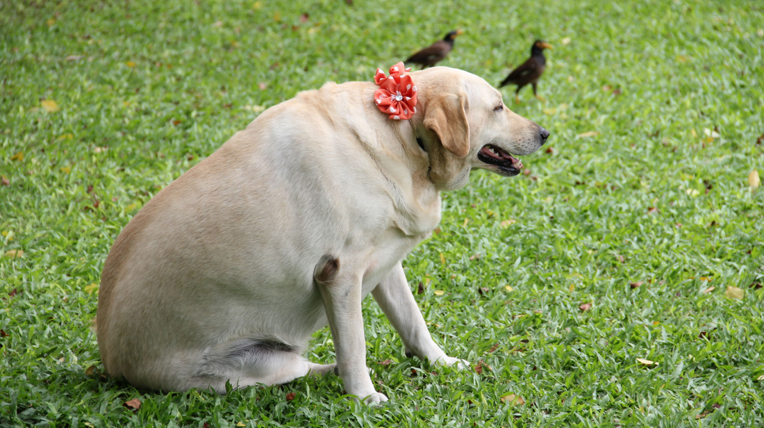 Comment évaluer l’état corporel de mon chien ? Est-il à son poids idéal ?