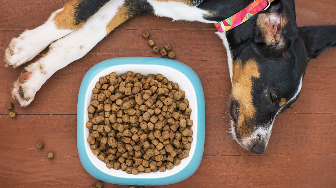 L'alimentation du chien stérilisé : ce qu'il faut savoir